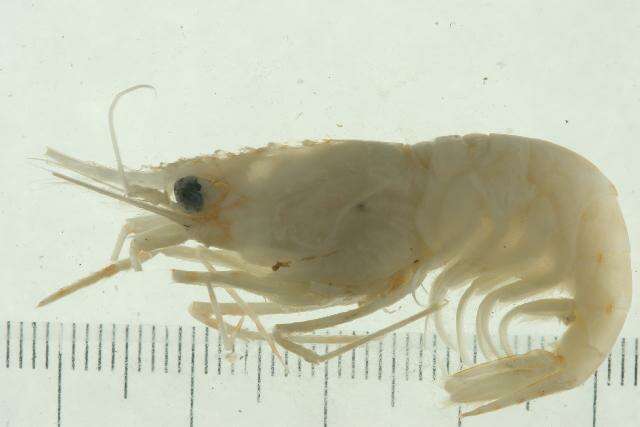 Image of roughpatch shrimp