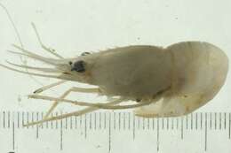 Image of roughpatch shrimp