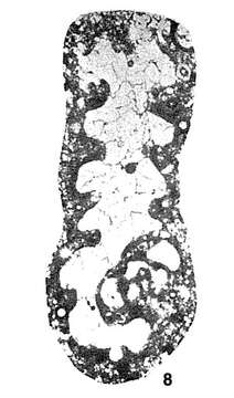 Image of Pseudolituotubella multicamerata Vdovenko 1967