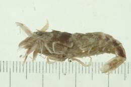 Image of kuro shrimp