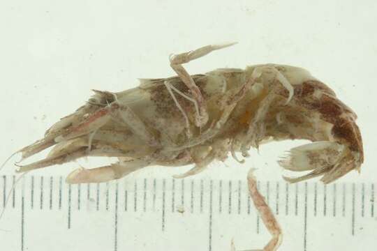 Image of kuro shrimp