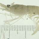 Image of offshore blade shrimp