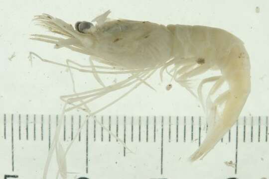 Image of offshore blade shrimp