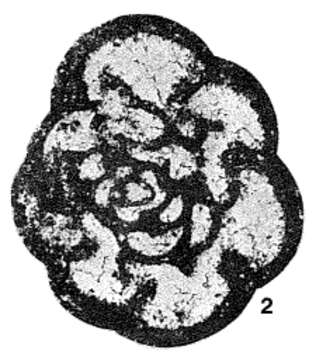 Image of Spinochernella brencklei Conil & Lys 1977