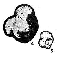 Image of Tournayellina vulgaris Lipina 1955