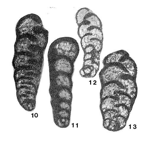 Palaeospiroplectammina tchernyshinensis (Lipina 1948)的圖片