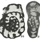 Elergella simakovi Conil 1984的圖片