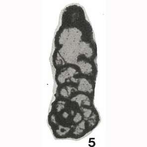 Image of Endospiroplectammina venusta (Vdovenko 1954)