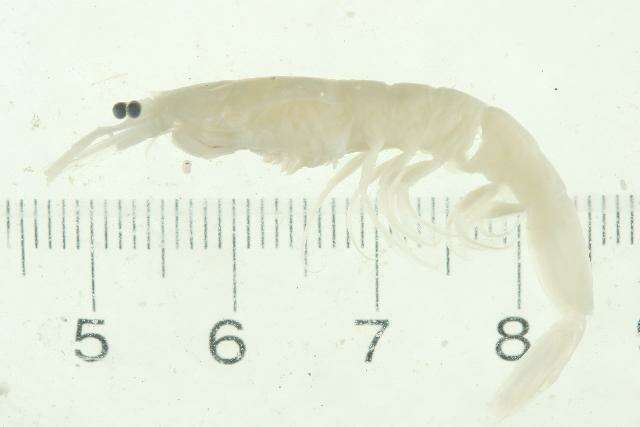 Image of <i>Eusergestes similis</i>