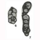 Endospiroplectammina venusta (Vdovenko 1954)的圖片