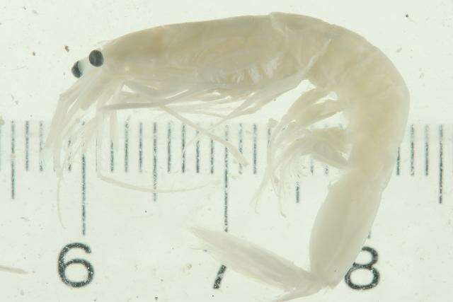 Image of <i>Eusergestes similis</i>