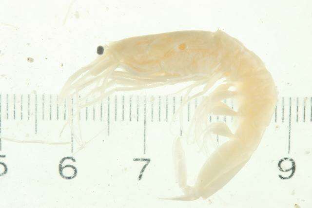 Image of <i>Eusergestes similis</i>