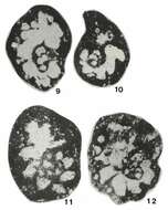 Image of Globochernella braibanti Hance 1983