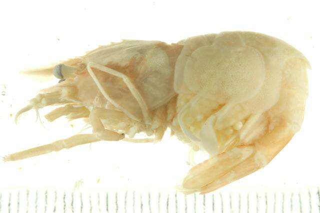 Image of punctate blade shrimp