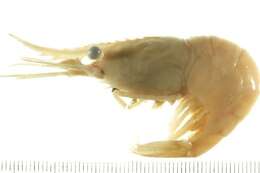 Image of dock shrimp