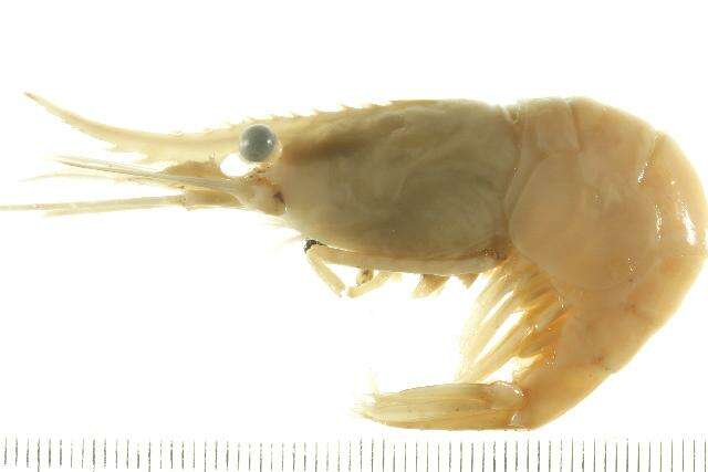 Image of dock shrimp