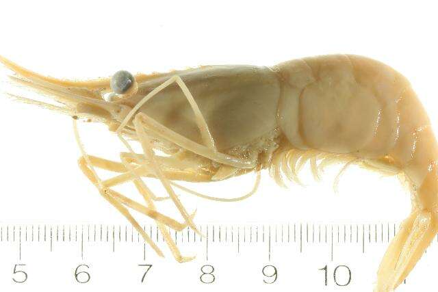 Image of dock shrimp