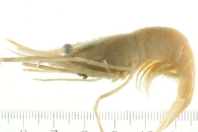 Image of dock shrimp