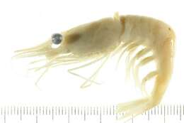 Image of Ocean pink shrimp