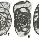 Image of Lysella gadukensis Bozorgnia 1973