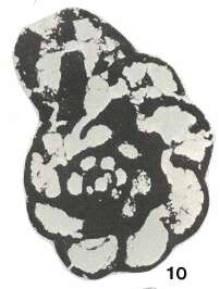 Image of Melatolla whitfieldensis Strank 1983