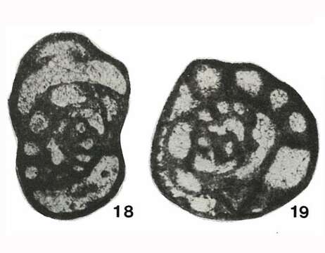 Paradainella dainelliformis Brazhnikova & Vdovenko 1971的圖片