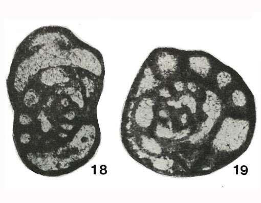 Image of Paradainella dainelliformis Brazhnikova & Vdovenko 1971