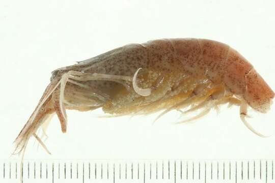 Image of Alaska Bay shrimp