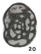 Image of Paradainella dainelliformis Brazhnikova & Vdovenko 1971