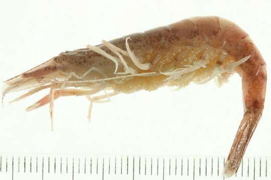 Image of Alaska Bay shrimp