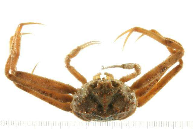 Image of Bairdi crab