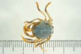 Image of Light-blue Soldier Crab