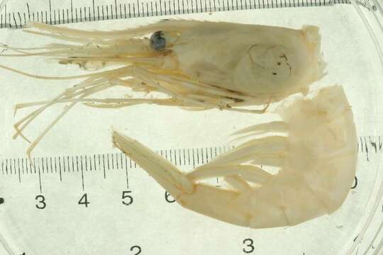 Image of northern prawn