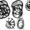 Globoendothyra pseudoglobulus Bogush & Yuferev 1962的圖片