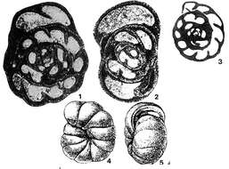 Globoendothyra pseudoglobulus Bogush & Yuferev 1962的圖片