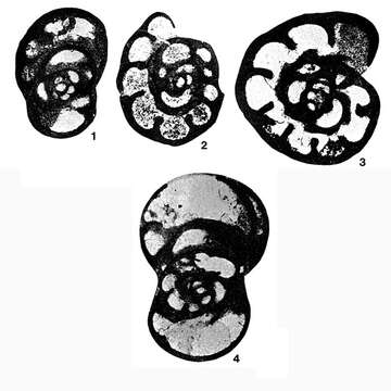 Image of Omphalotis omphalota (Rauzer-Chernousova & Reitlinger 1936)