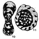 Image of Quasiendothyra kobeitusana (Rauzer-Chernousova 1948)