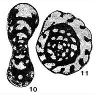 Image of Quasiendothyra kobeitusana (Rauzer-Chernousova 1948)