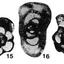Image of Paraplectogyra masanae Okimura 1958