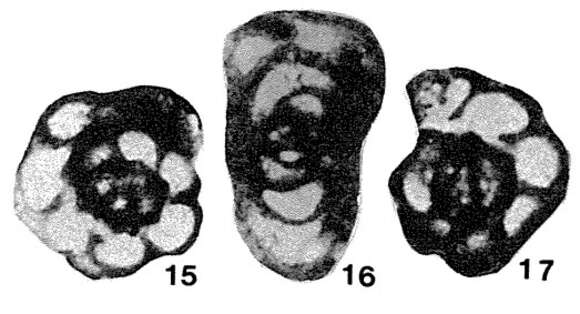 Image of Paraplectogyra masanae Okimura 1958