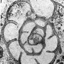 Semiendothyra surenica Reitlinger 1980的圖片