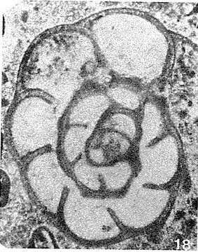 Semiendothyra surenica Reitlinger 1980的圖片