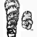 Image of Haplophragmella irregularis Rauzer-Chernousova 1938