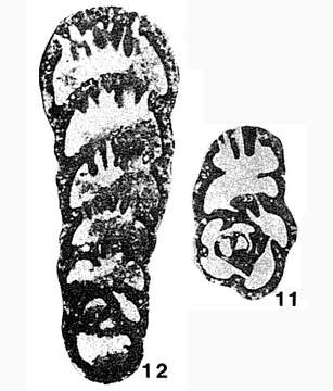 Image of Haplophragmella irregularis Rauzer-Chernousova 1938