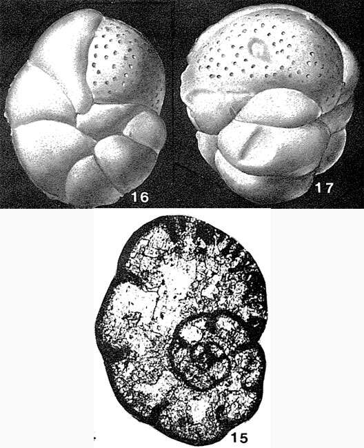 Image of Cribrospira panderi Möller 1878