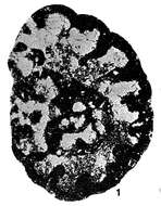 Image de Cribranopsis fossa Conil & Longerstaey 1980