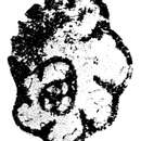 Image of Rhodesinella pansa (Conil & Lys 1965)
