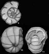 Image de Endothyranopsis crassa (Brady 1870)