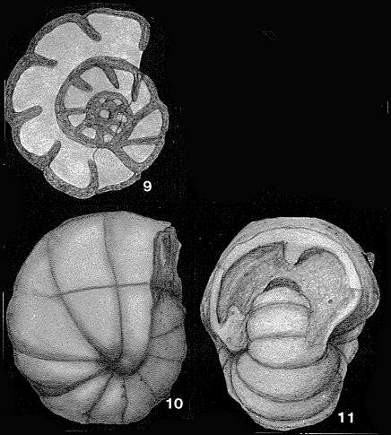 Plancia ëd Endothyranopsis crassa (Brady 1870)