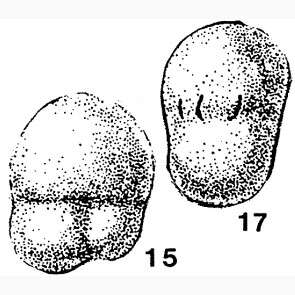 Image of Pseudobradyina pulchra Reitlinger 1950